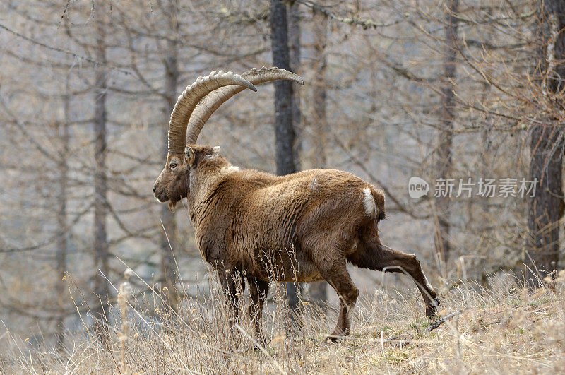 高山山羊 (Capra ibex)